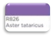 Фото - Скетч-маркер двосторонній R826 - ASTER TATARICUS 54717