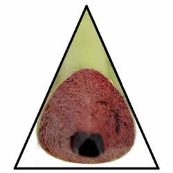 Фото - Олів. чорнограф., НВ з ластиком, трик., GoldenSquare, ГК52, Умка 46923 Фото - Олів. чорнограф., НВ з ластиком, трик., GoldenSquare, ГК52, Умка 46923