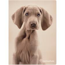 Фото - Папка-швидкозшивач А4, RH 1354-02-A 22795